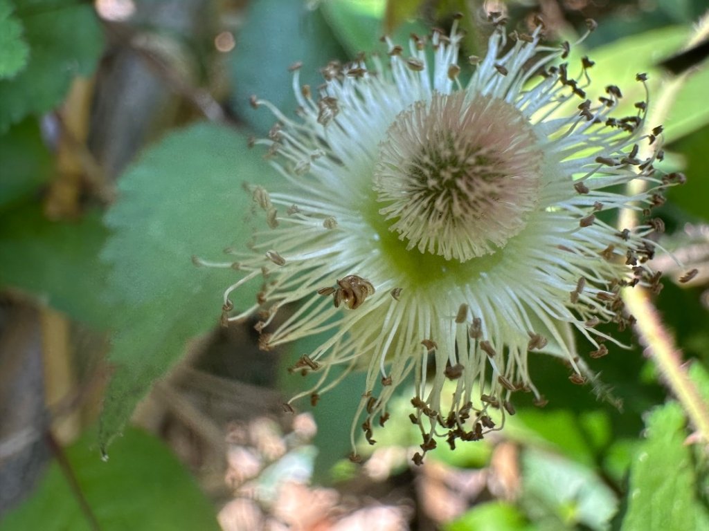 嘉雲二尖山、大尖山_2734902