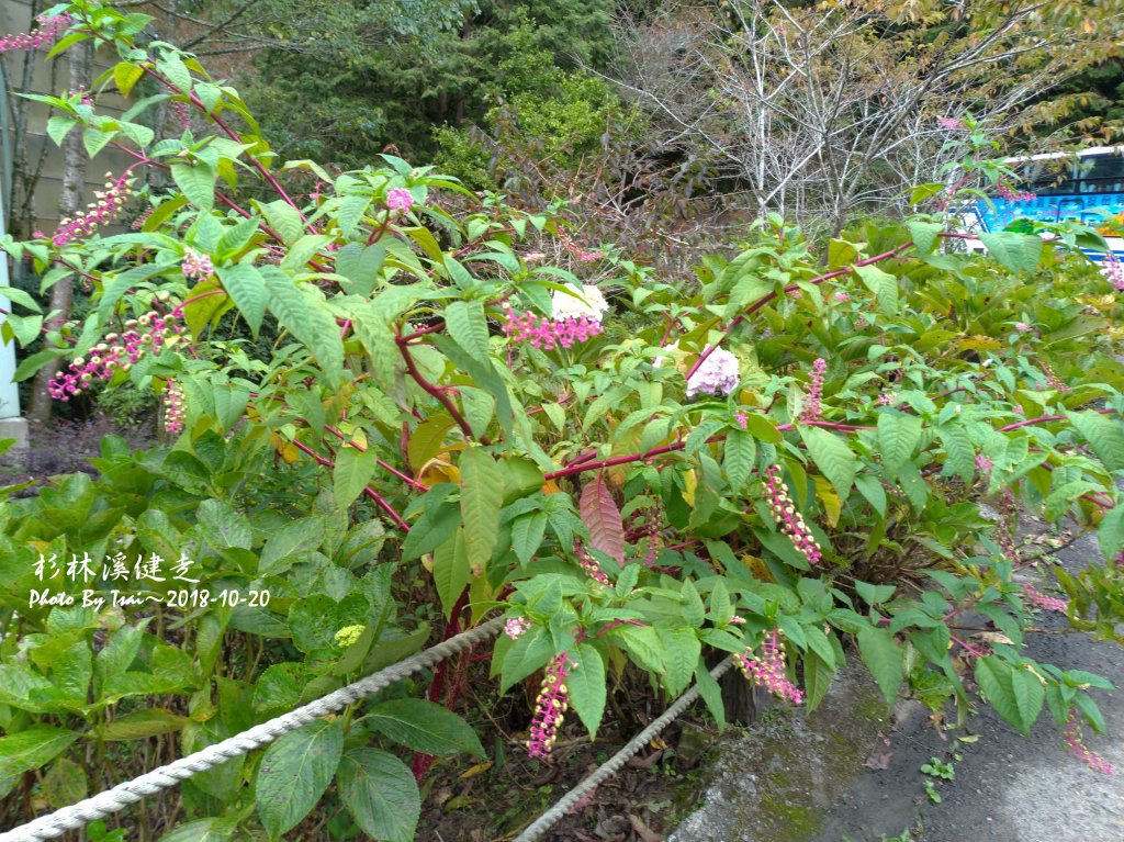 杉林溪森林健走20181020_448337