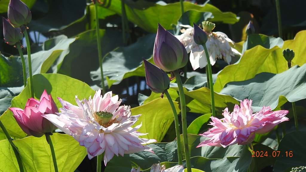 雲山水花鳥蝶 - 天龍國阿伯的日常7/16_2551865