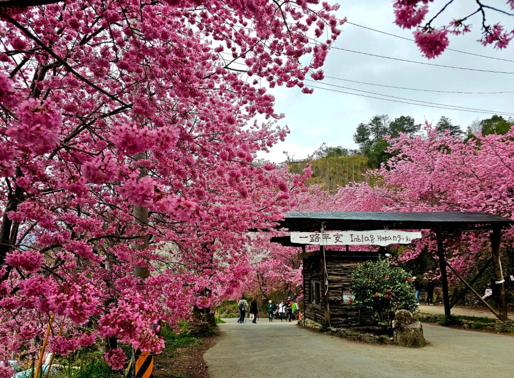 司馬庫斯神木群步道及櫻花季-(新竹)臺灣百大必訪步道封面圖
