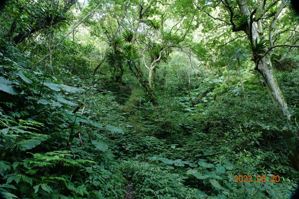 桃園 復興 那結山(那是山)_1649197