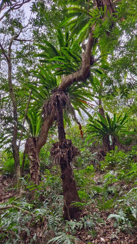 苗栗關刀山/關刀山西北峰（全線打通）_2039970