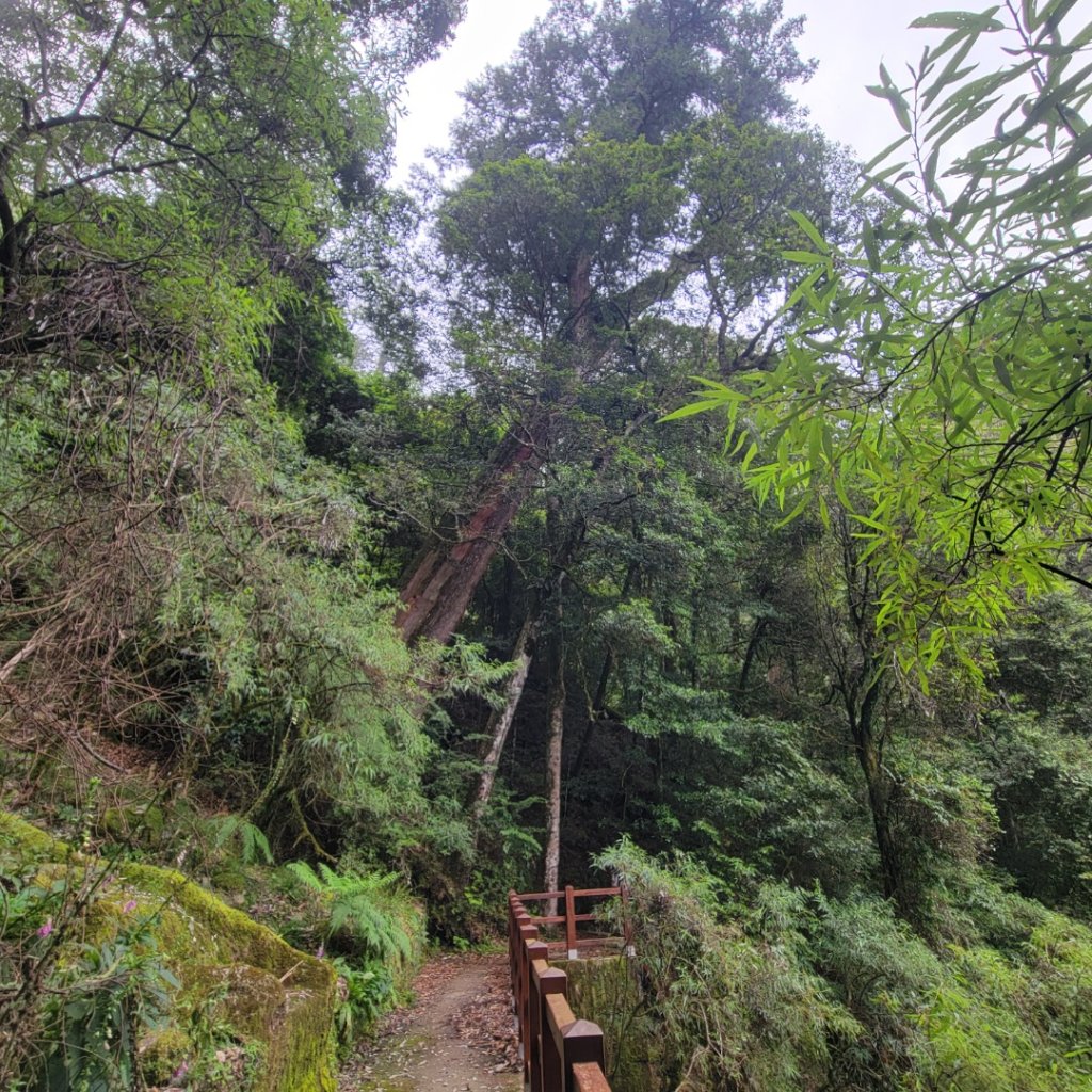大雪山森林遊樂區森林浴步道_2543585