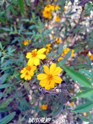 【南投魚池】郊山好視野。 金龍山(槌仔寮山)步道_2976312