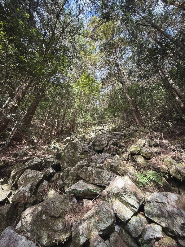 鳶嘴稍來步道賞楓季 ，大雪山門票優惠到12/31！_2969542