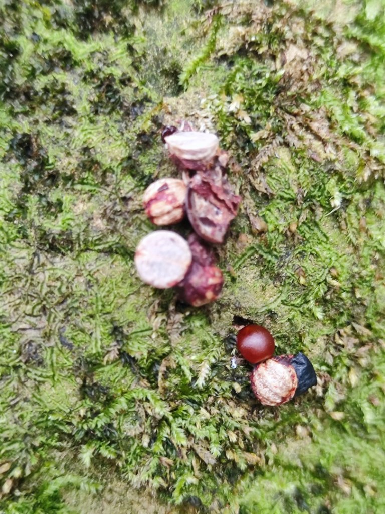 飛沙龍逆走_2988861