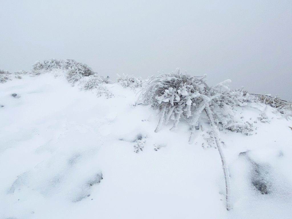 合歡銀白北國風情追雪趣 2021111_1235489