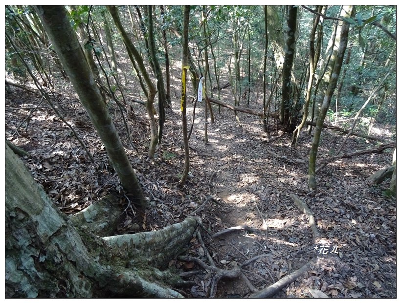 谷關/阿白縱走_822036