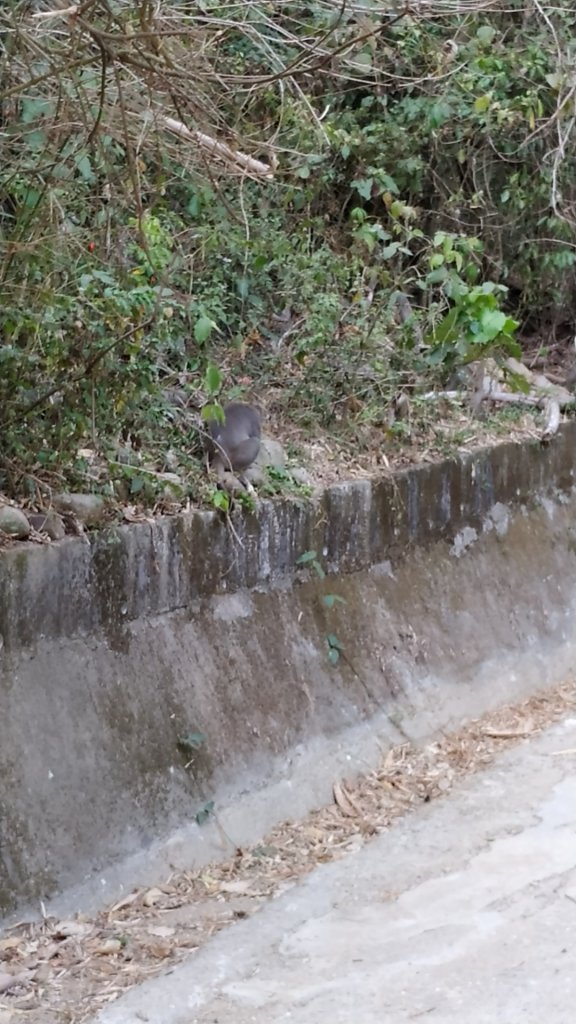 受天宮登廟步道_863045