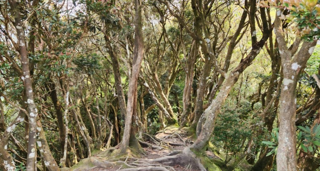 【中級山縱走】志繼山，東眼山，拉卡山，卡外山，東滿步道_2742546