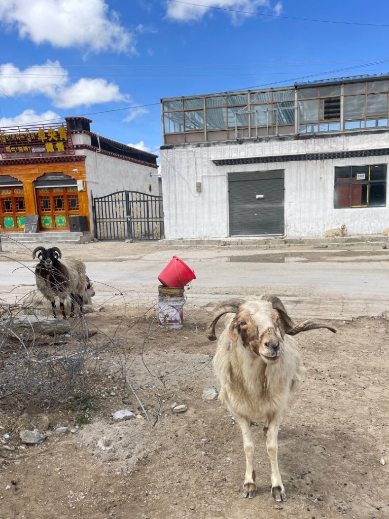 西藏♥️可愛動物🐎人物寫真/拉薩旅拍/美食_2902887