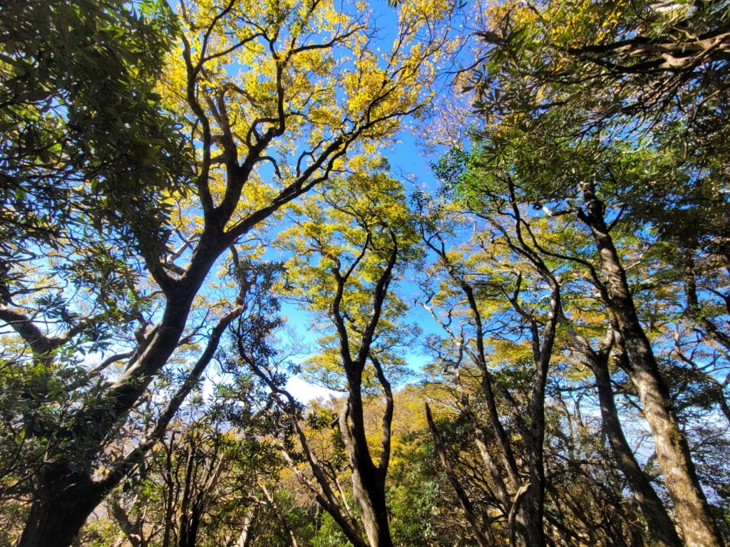 20231118 南插天山 魯培山 山毛櫸秘境_2355459