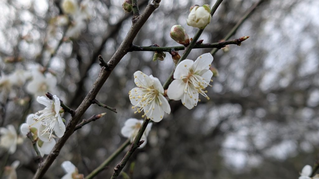 114.12.27尖山-40砲陣地之旅_2971735