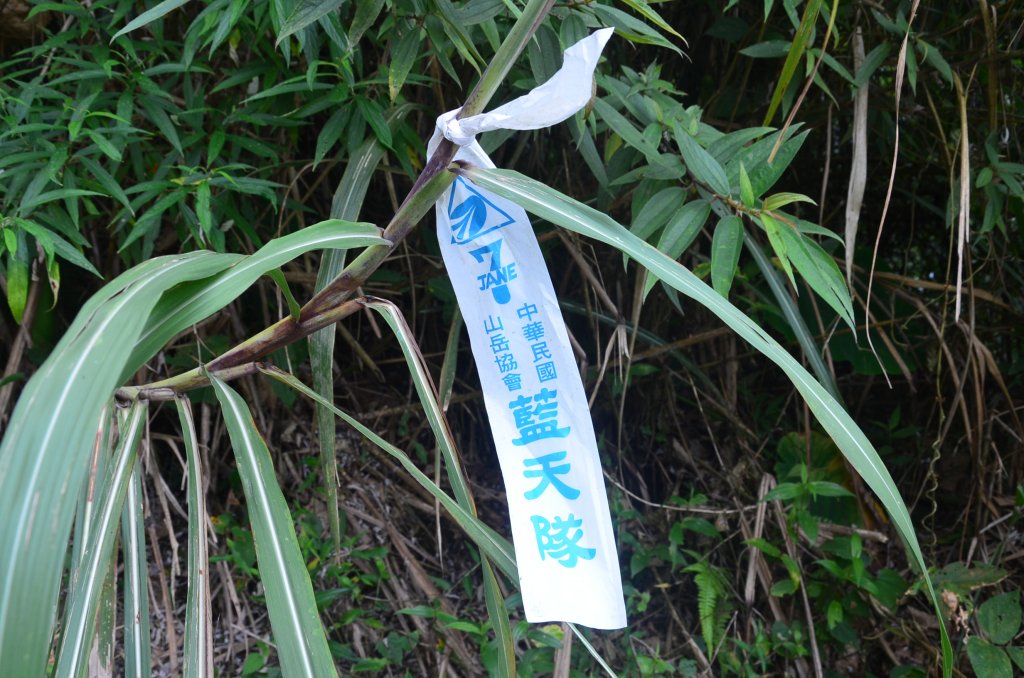 後棟仔山_1230513