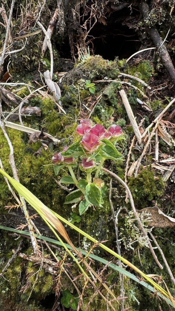 20250913小百岳三星山_2885221