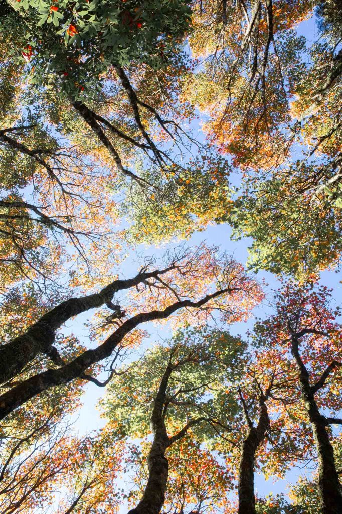 稍來山紅葉封面圖