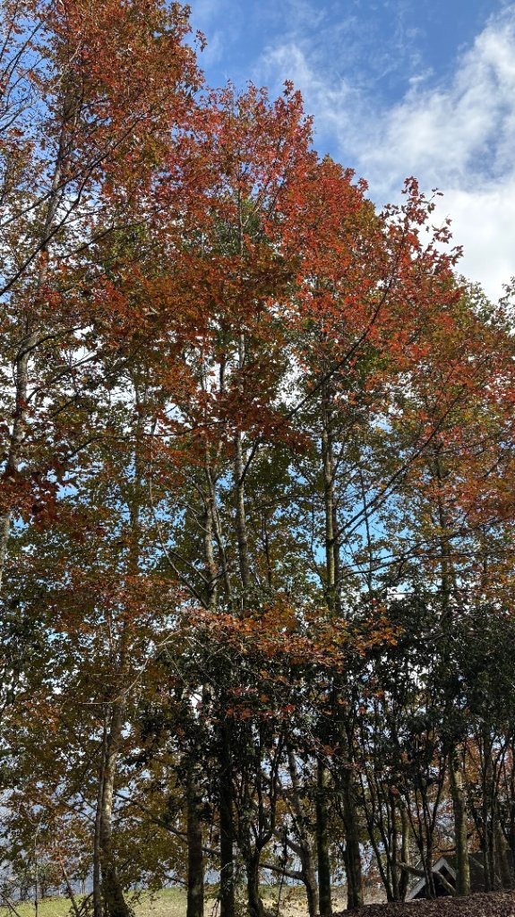 鵝黃色的優雅_2960254