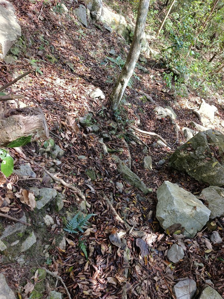 波津加山112/12/05重新啟用捎來步道起登_2368338