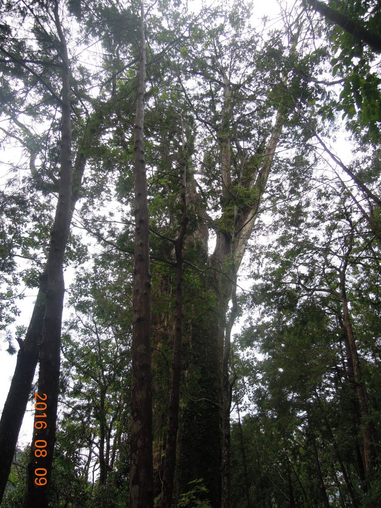 20160809-11_馬告森林知性之旅_873254