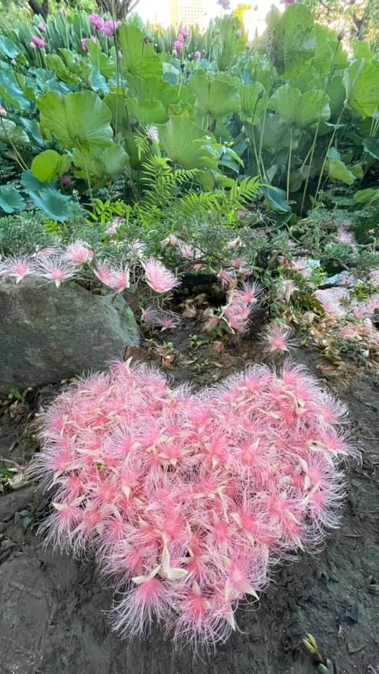 夜衝台大追ㄧ夜美人/穗花棋盤腳_2574188