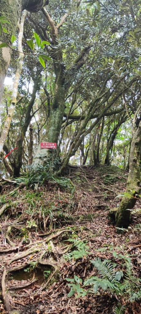 東滿步道+拉卡山_2599104