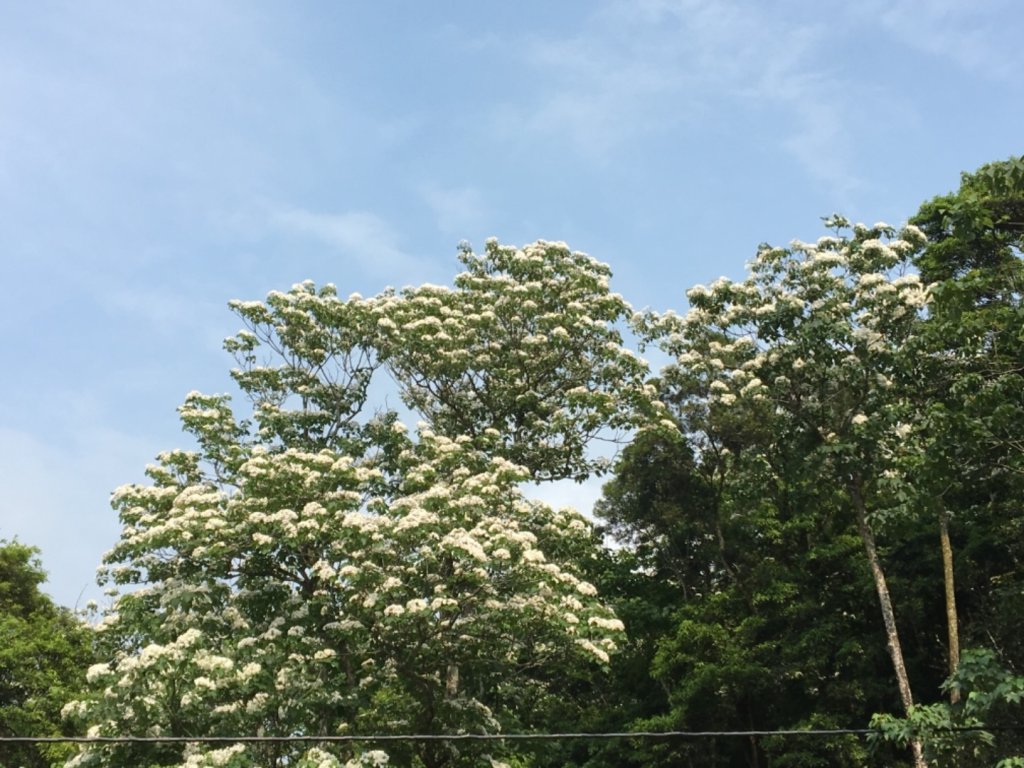 20190428貓仔們遊桐花天空步道_575466