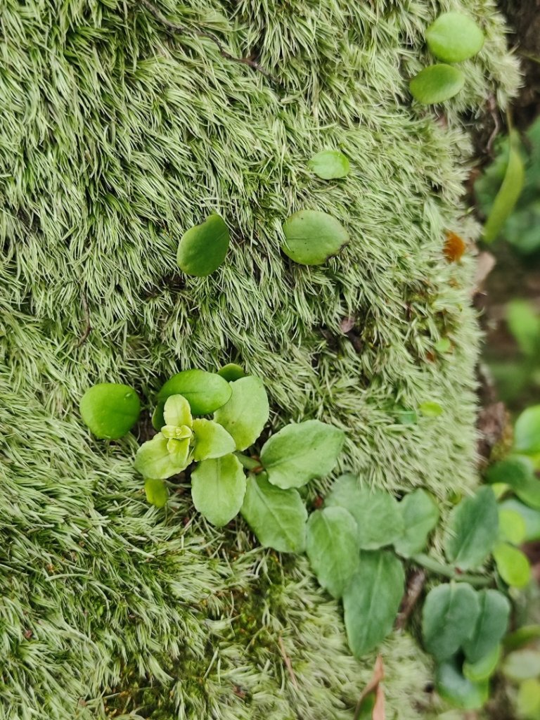基隆紅獅劉蚵縱走_2979386