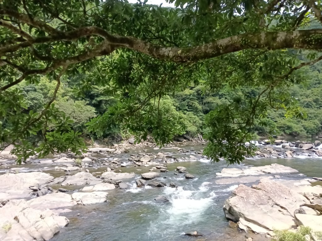坪林區司公髻尾山+虎寮潭吊橋+粗石斛吊橋+大舌湖步道+漁光派出所_2794327