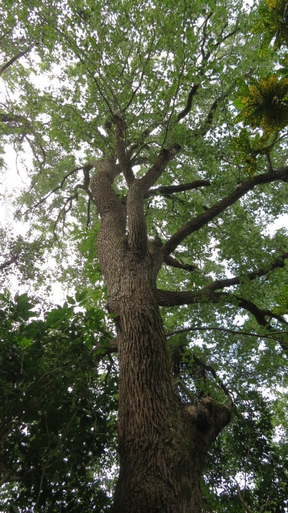 《新竹》城市微旅｜十八尖山+香山濕地賞蟹步道20251101_2928419