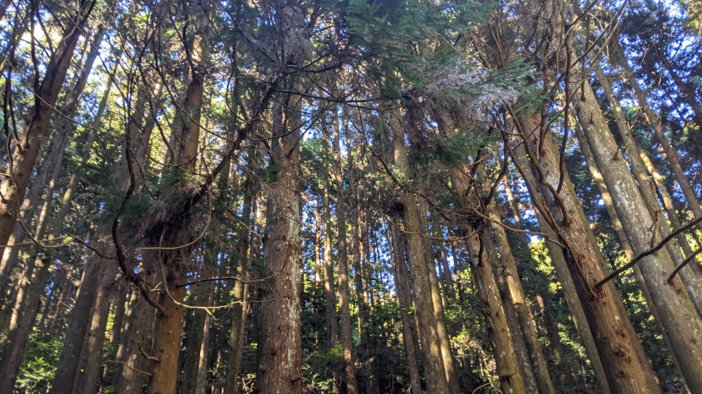 加里山步道_1512802