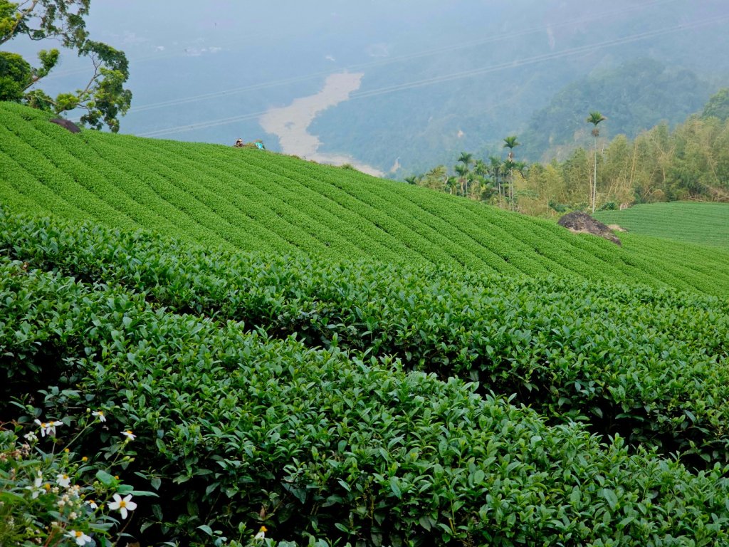 挑筍古道(大尖山、後棟仔山步道)--(雲林)臺灣百大必訪步道_2955742
