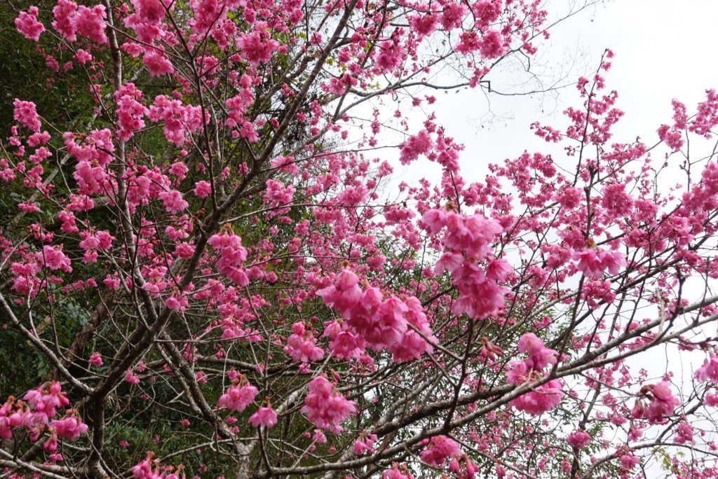 小鬼湖林道上亞泥迪山_1276730