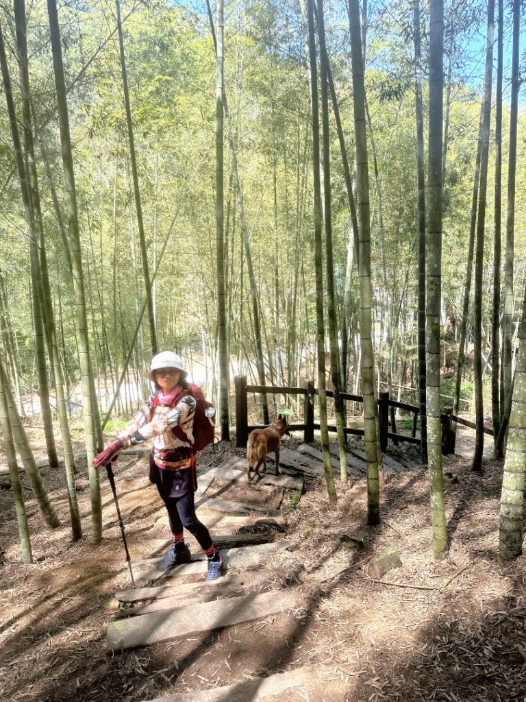 嘉南雲峰、九穹神木_3014476