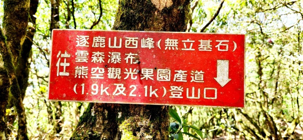 【中級山】與山毛櫸的邂逅，逐鹿山_2742662