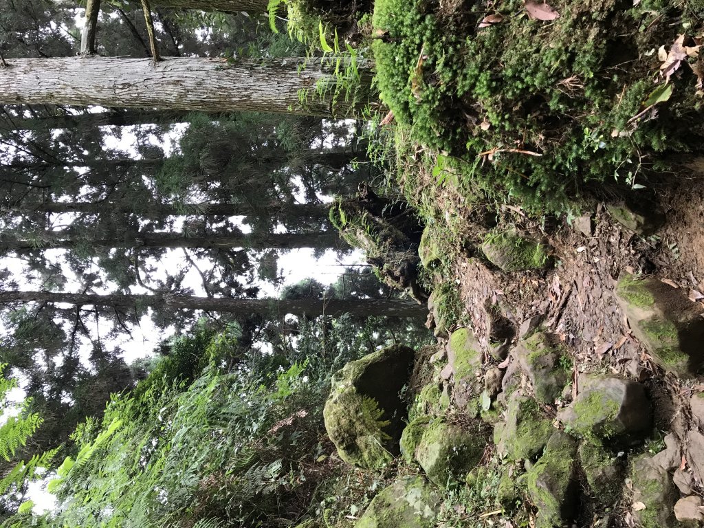 109年7月12日嘉義大凍山_1040136