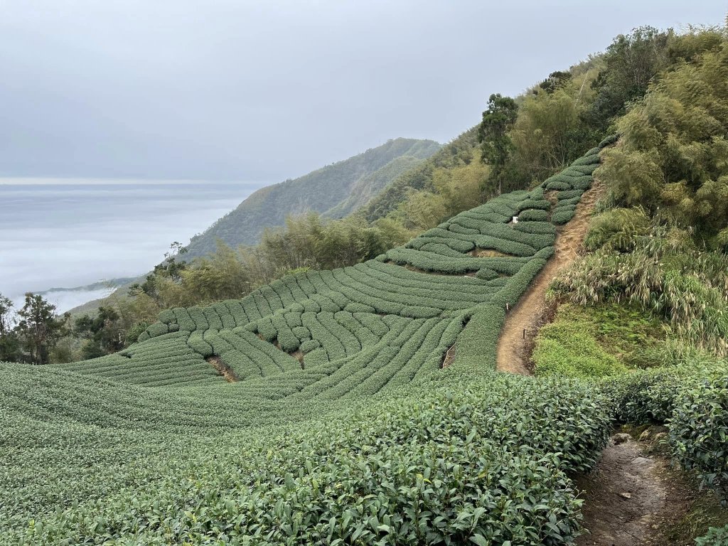 雲嘉五連峰健行_2679876