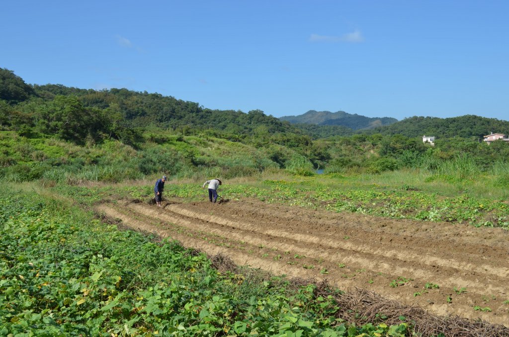 草嶺古道_1964952
