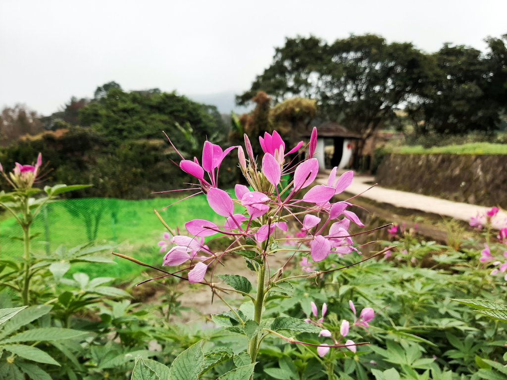 臺北大縱走7：家鄉的茶園開滿花 閃閃的淚光魯冰花_822110