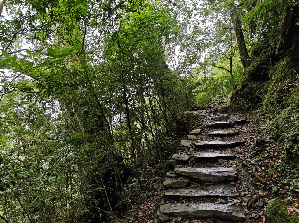 2025_0713 拉拉山神木群步道_2837508