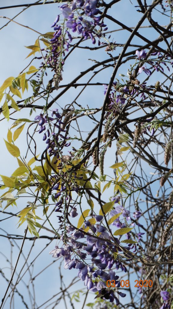 追花是簡單的快樂，賞花是恬淡的幸福。_871191