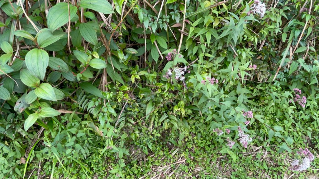 淡蘭中路（暖暖車站-十分車站）_1685463