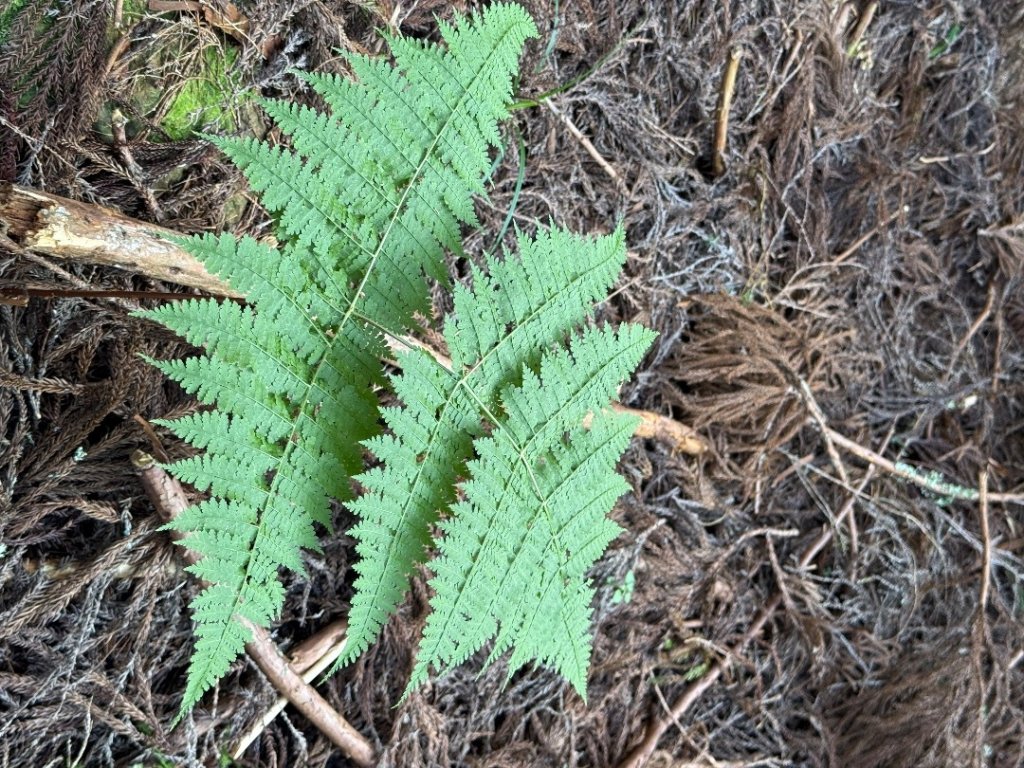 1141122特富野古道_2945858