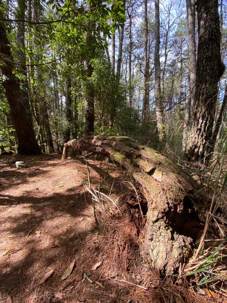 羅馬縱走_2038404