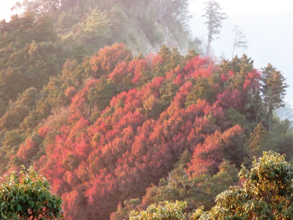 20161217西北稜上鳶嘴稍來山_79545