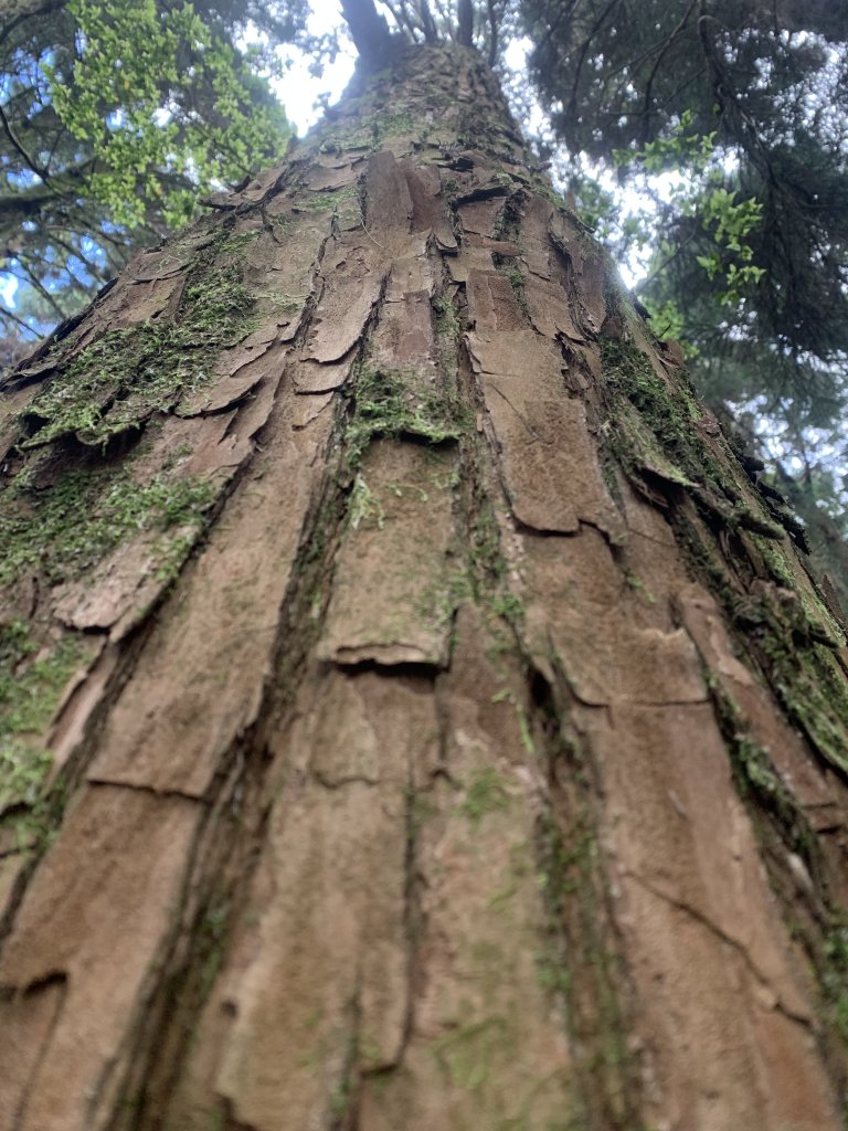 20250517義義兒玉山-東水山_2791639