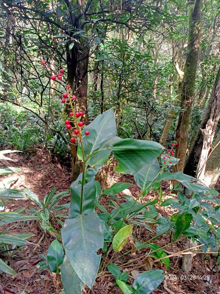 【臺北大縱走4】風櫃嘴→雙溪溝古道→五指山古道→大崙頭山北面步道→許願步道→圓覺寺步道→大溝溪→大湖_2469102