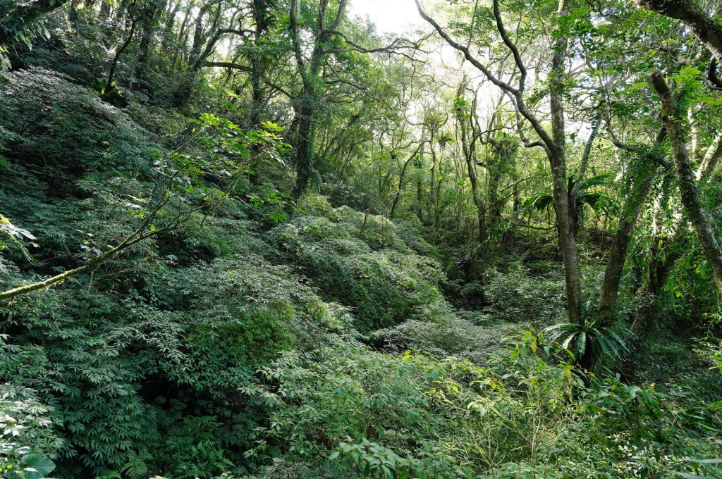 新北 坪林 東坑山、建牌崙、梳妝頂山、梳妝樓山_2405157