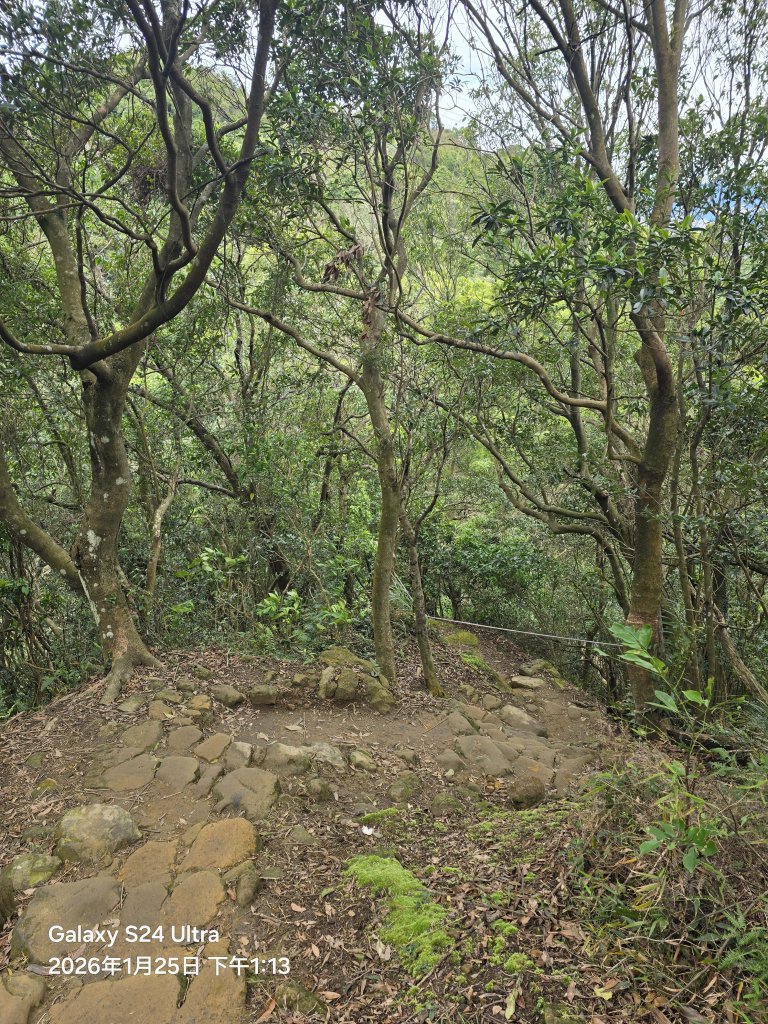 2026-01-25微笑山線：【天上山系】望月亭桐花段_2988260