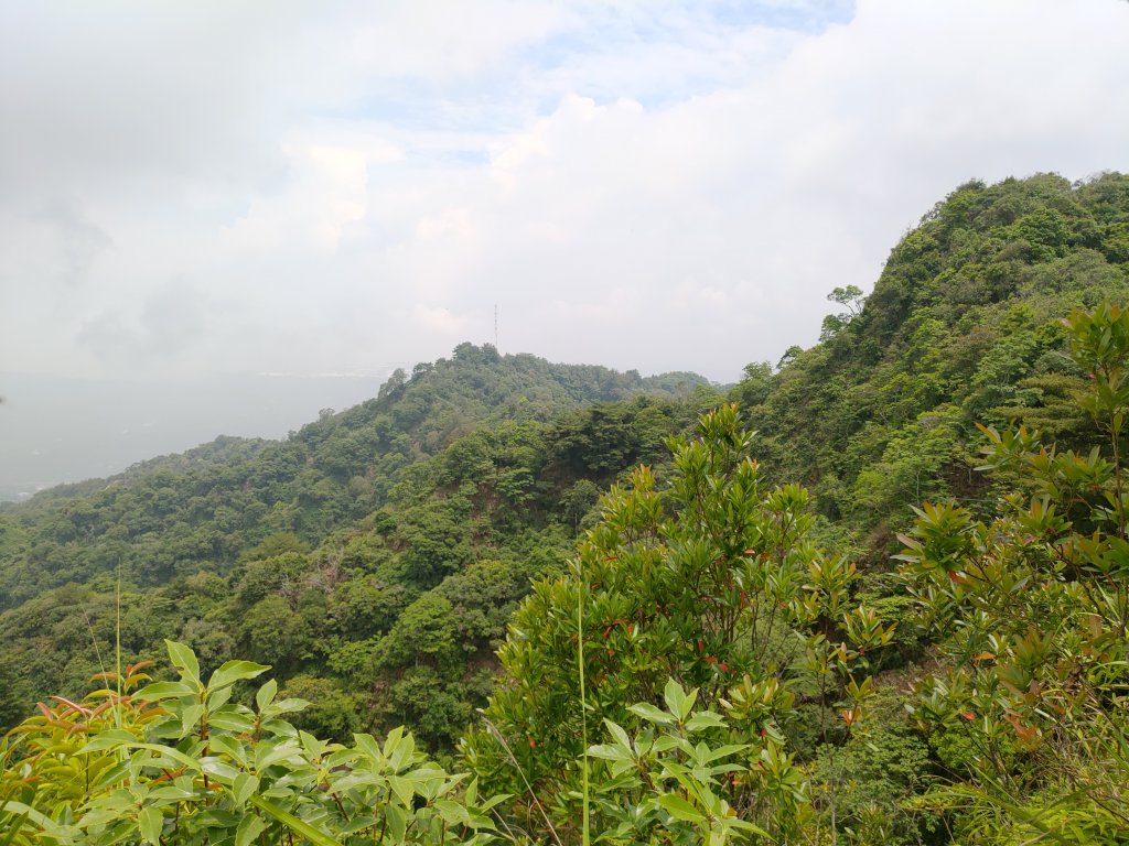 20230610大坑3-1號4號步道_2178917