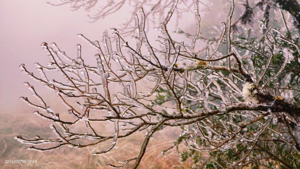 #霧淞 #雲海 #雲瀑 #霧虹 #太平山 #望洋山 #觀雲步道 #翠峰道路  2/8_2995318